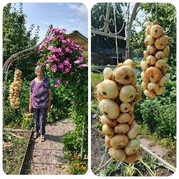 Косы из лука