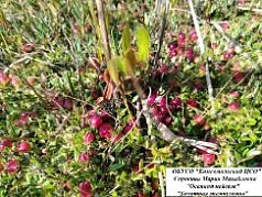 Участие в областном дистанционном фотоконкурсе «Краски осени»