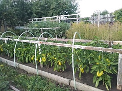  «Огородные заботы»      