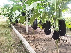  «Огородные заботы»      