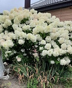  «Огородные заботы»      