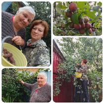 Уход за приусадебными участками получателей социальных услуг на дому