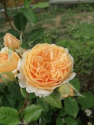 "Цветотерапия"