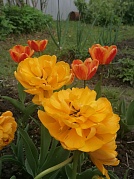 "Цветотерапия"