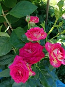 "Цветотерапия"