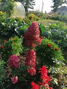 "Цветотерапия"