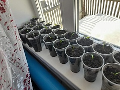 Акция "Рассада, рассада - расти как надо"