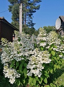 "Цветотерапия"