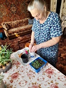 Акция "Рассада, рассада - расти как надо"